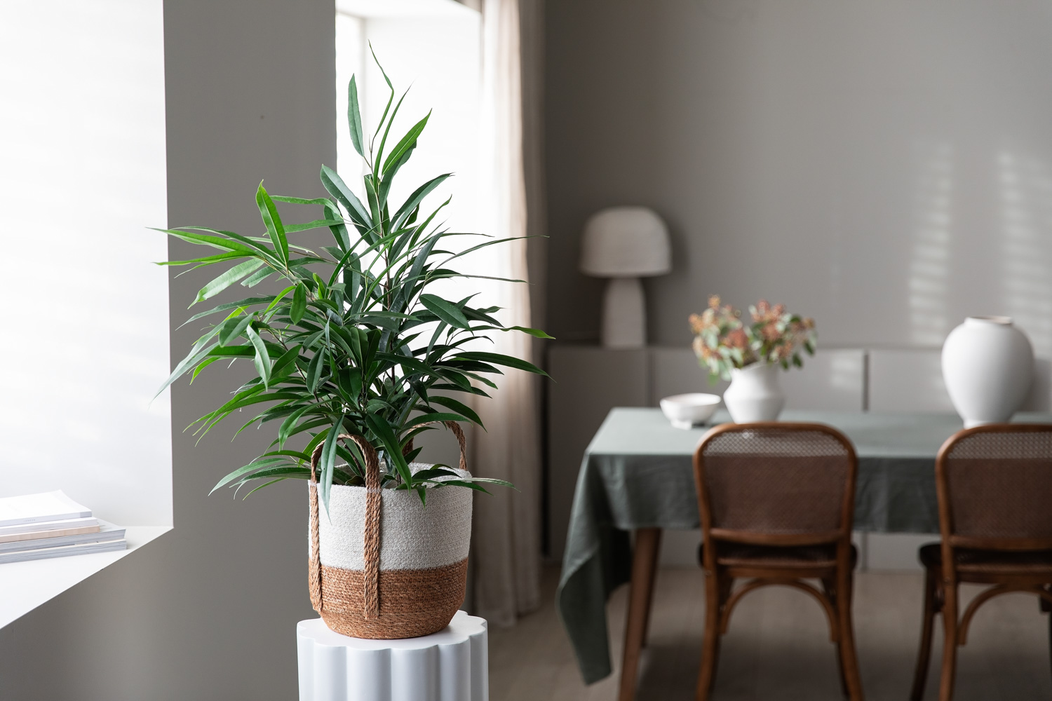 Ficus Amstel king
